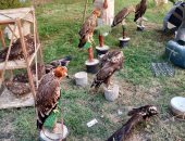 البيئة تنجح فى إنقاذ 20 حيوانا مهددا بالانقراض بالتعاون مع المسطحات.. صور