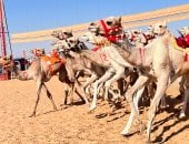 سباقات الهجن فى العلمين.. إحياء تراث عربى يمتد بجذوره عبر التاريخ.. فيديو