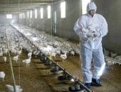 لقاحات الإنفلونزا الموسمية تقلل من شدة عدوى إنفلونزا الطيور.. دراسة تؤكد