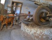 عمرها أكثر من 127 عاما.. حكاية إعادة تشغيل أقدم معصرة زيوت بالأقصر (صور)