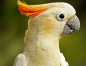 غلباوى بنص لسان.. 5 أنواع ببغاوات ممكن تصاحبها وتعلمها الكلام