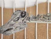 متحف لوس أنجلوس يعرض حفرية الديناصور الأخضر الوحيدة في العالم