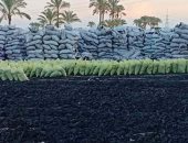 وزارة البيئة توضح الإجراءات المطلوبة لتصدير الفحم النباتى