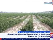 مدير الحجر الزراعى: نعمل على زيادة عدد الدول المستوردة من مصر وفتح أسواق جديدة