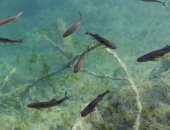 حضارة المايا ابتكرت طرقا لصيد الأسماك منذ 4000 عام لتوفير الغذاء