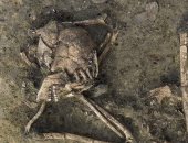 مقبرة غامضة من العصر الحجري تحتوي على بقايا امرأة مقطوعة الرأس في فرنسا