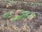 خير بلدنا.. انطلاق زراعة البصل الأحمر.. قرية الزهراء الأولى فى زراعته بالشرقية منذ أكثر من 200 عام.. الزراعة: 15 ألف فدان إجمالى المستهدف زراعته..  ومزارعون: إنتاجية الفدان من 25 إلى 30 طن.. صور