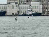 مشهد جذاب لن تجده إلا فى قناة السويس.. المئات من طيور النورس تحلق فى سماء بورسعيد.. موسم هجرة الطيور يبدأ فى الخريف والمحافظة إحدى المحطات.. والأهالى يحرصون على تقديم الخبز للطائر الأنيق بمياه القناة..فيديو صور