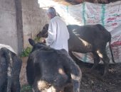 تحصين أكثر من 173 ألف رأس ماشية ضد الحمى القلاعية والوادى المتصدع بالدقهلية