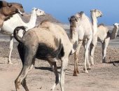 "وسم الجمال".. هوية ووسيلة للحفاظ على السلالات النادرة من الأبل فى الصحراء الشرقية.. تحافظ على التراث القبلى وتعتبر بسبور مرور لها فى الأودية الجبلية.. ولكل قبيلة علامة تميز ممتلكاتها من الجمال والمراعى.. صور