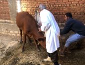 تحصين 98326 رأس ماشية ضد مرضى الحمى القلاعية والوادى المتصدع بالفيوم