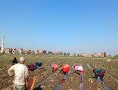 حكاية أحمد المنزلاوى.. "خولى" فى غيطان الشرقية منذ 20 عاما.. فيديو وصور