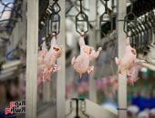 بورصة الدواجن فى أسواق ومحلات الأقصر اليوم الخميس 2 أبريل 2026