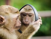 يوم القرد.. اعرف صفات مواليد برج القرد الصينى والمهن المناسبة لهم