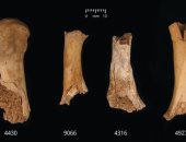 مذبحة دموية في بريطانيا.. عظام تكشف عن أكل لحوم البشر في العصر البرونزى