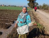 قصة كفاح "ميرفت" 40 سنة فى غيطان الشرقية لزراعة وجنى سنابل الخير.. فيديو