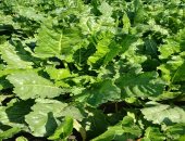 بنجر السكر.. زراعة 86 ألف فدان بغيطان الشرقية.. اعرف التفاصيل