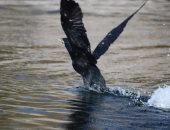 أجمل وأغرب رحلات الطيور المهاجرة من العالم إلى مصر.. فيديو