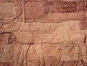 الأبقار والثيران في مقابر الفراعنة.. لماذا قدسها القدماء؟