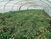 مدير معهد بحوث البساتين يتفقد 15 صنفا للطمام ضمن البرنامج الوطني لإنتاج تقاوي الخضر