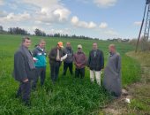 وزارة الزراعة تطلق حملات لمكافحة حشائش القمح على مستوى الجمهورية