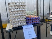 سوق اليوم الواحد فى إمبابة يطرح كرتونة البيض بـ145 جنيهًا