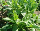 مدير الإرشاد بالشرقية: حققنا المستهدف زراعته من بنجر السكر 90 ألف فدان