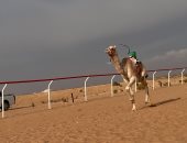انطلاق فعاليات سباق الهجن بالعريش احتفالاً بذكرى تحرير سيناء.. فيديو
