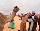 مشاهد مثيرة في أول سباق هجن بمدينة العلمين عام 2025.. فيديو