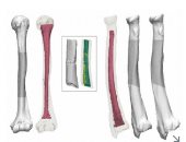 صدق أو لا تصدق.. أقدم "حفريات بشرية" في اليابان طلعت لـ دب