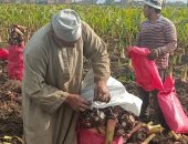 اللي بيحبوا القلقاس يجمعوا.. شوف إزاى بيحصدوا المحصول في المنوفية