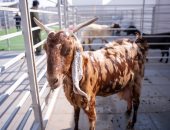 سمكة أغلى كافيار وزهور نادرة.. اعرف أغرب السلالات بمهرجان الثروة الحيوانية