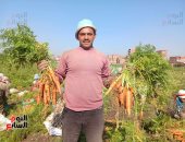 "الذهب الأصفر".. انطلاق موسم حصاد الجزر بغيطان الشرقية واليابانى أفضل الأنواع للتناول طازجا