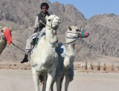 مضمار سباقات الهجن فى شرم الشيخ يستقبل المهرجان العربى للتراث غدا.. صور