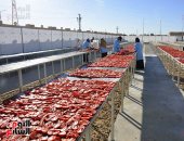 الطماطم المجففة.. بدء الحصاد والفرز والنشر في جبال غرب الأقصر المناشر تشهد بداية مبشرة للموسم الجديد