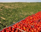 فرحة موسم حصاد الخضراوات والفاكهة الشتوية فى الأقصر.. انطلاق موسم حصاد الفلفل الأخضر والباذنجان والكنتالوب واليوسفي في المزارع الجبلية.. مزارعون: نقدم ندوات للشباب والفتيات حول زراعات الصحراء.. صور