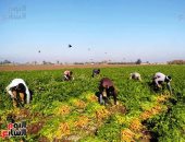 الذهب الأصفر زين الغيطان.. حصاد الجزر فى القليوبية