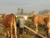 شاهد فرحة فلاحى ومزارعى المنوفية أثناء حصاد محصول البطاطس 