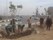بدء تشجير الطريق الدائرى فى الجيزة ضمن مبادرة 100 مليون شجرة.. صور
