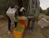 مركز معلومات الوزراء: مصر  تنجح في استنباط أصناف جديدة من محصول الزيتون