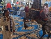 أبو فارس يبدع فى ترويض الخيول بالشرقية ويتعامل معها بالإشارة.. صور