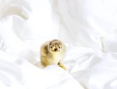 أغرب 4 حاجات أصحابها نسيوها في غرف الفنادق.. الحيوانات الأليفة أبرزها