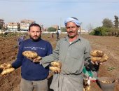 الفرحة تملأ غيطان الشرقية.. انطلاق موسم حصاد محصول البطاطس العروة الشتوية.. زراعة 8078 فدانا.. وإنتاجية الفدان من 8 إلى 11 طنا.. والمحصول يوفر فرص عمل للأيادى الناعمة .. صور