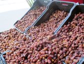 طرح بلح سيوة فى الأسواق مع اقتراب شهر رمضان.. واحة سيوة من أكبر منتجى التمور بمصر.. تتميز بإنتاج أنواع متعددة وبأسعار مناسبة.. "الصعيدى والسكرى الفريحى والكعيبى" أشهر الأنواع.. و"أغرام مغزال" بـ300 جنيه.. صور