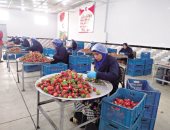 الفراولة من مزارع القليوبية للعالمية.. إقبال كبير من المحيط الأوروبى والخليج العربى وأسواق أمريكا وكندا فى الطريق.. تجهيز منتج يليق باسم مصر.. ورحلة التصدير تنطلق بعد مرحلة التجميد.. صور