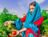  بهجة المحصول تزين الغيطان.. فعاليات مهرجان الطماطم بالأقصر