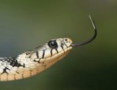 يوم الأفعى.. ما هو برج الثعبان الصينى وأهم صفاته ومواليده؟