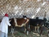 "الزراعة" تطلق قافلة بيطرية مجانية بالجيزة لعلاج أكثر من 1000 رأس ماشية