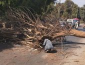 سقوط شجرة على أحد المارة أثناء عبوره الطريق بأسوان.. صور