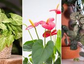 4 نباتات منزلية بأوراق على شكل قلب.. هدية مثالية لعيد الحب غير الورد